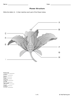 flower structure and function worksheet